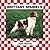 Brittany Spaniels (Dogs)