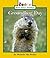 Groundhog Day (Rookie Read-About Holidays)
