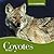 Coyotes