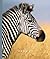 Zebras (The World of Mammals)