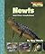 Newts And Other Amphibians (Scholastic News Nonfiction Readers)