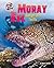 Moray Eel: Dangerous Teeth (Afraid of the Water)