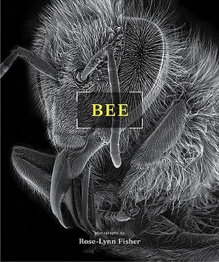 Bee (Hardcover)