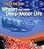 Sperm Whales and Other Deep-Water Life