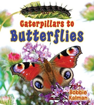 Caterpillars to Butterflies (It's Fun to Learn About Baby Animals, 8)