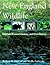 New England Wildlife by Richard M. DeGraaf