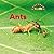 Ants