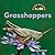 Grasshoppers (Benchmark Rebus)