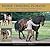 Horse Training In Hand: A Modern Guide To Working From The Ground Work On The Longe * Long Lines * Long And Short Reins