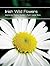 Irish Wild Flowers (Appletree Pocket Guide)