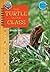 The Turtle in Our Class (Randy's Corner: Class Pet)