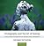 Photography and the Art of Seeing by Freeman Patterson