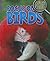Focus on Birds