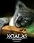 Koalas: Zen In Fur