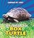 My Friend the Box Turtle (Curious Pet Pals)