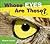Whose Eyes are These? (Whose? Animal Series)