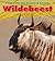 Wildebeest (A Day In The Life: Grassland Animals)