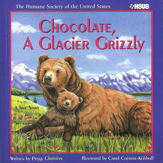 Chocolate, a Glacier Grizzly