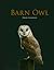 Barn Owl