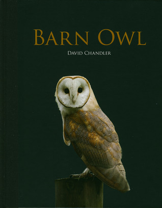 Barn Owl (Paperback)