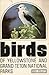 Birds of Yellowstone and Gr...