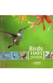 Birds 1001 photos