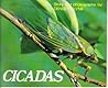 Cicadas
