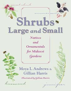 Shrubs Large and Small: Natives and Ornamentals for Midwest Gardens (Paperback)
