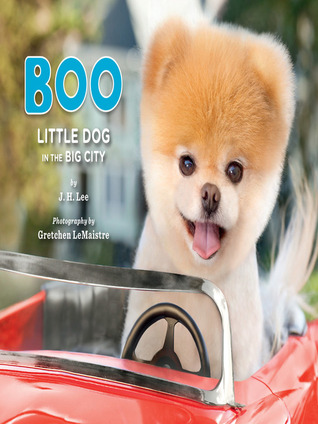 boo little dog in the big city