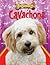 Cavachons (Designer Dogs)