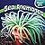 Sea Anemones (Under the Sea)