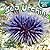 Sea Urchins (Under the Sea)