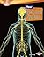 Your Nervous System (Searchlight Books ™ - How Does Your Body Work?)