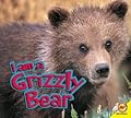 I am a Grizzly Bear