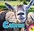 Cabras, With Code (Animales...