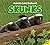 Skunks (Animals in My Backyard)