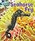 Seahorse Fry