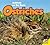 Ostriches (Animals on the Farm)