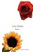 Love Poems Book 2