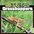 Grasshoppers