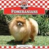Pomeranians Pomeranians