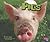Pigs