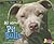 All about Pit Bulls (Dogs, Dogs, Dogs)