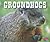 Groundhogs (North American ...