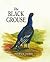 The Black Grouse