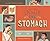 Inside the Stomach (Super Simple Body)