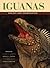 Iguanas by Allison C. Alberts