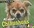 All about Chihuahuas (Dogs, Dogs, Dogs)