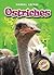 Ostriches (Blastoff! Readers: Animal Safari)