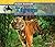 Tigers (Asian Animals)